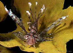 Lionfish on a yellow sponge... under the Seaventures rig ... by Alex Tattersall 